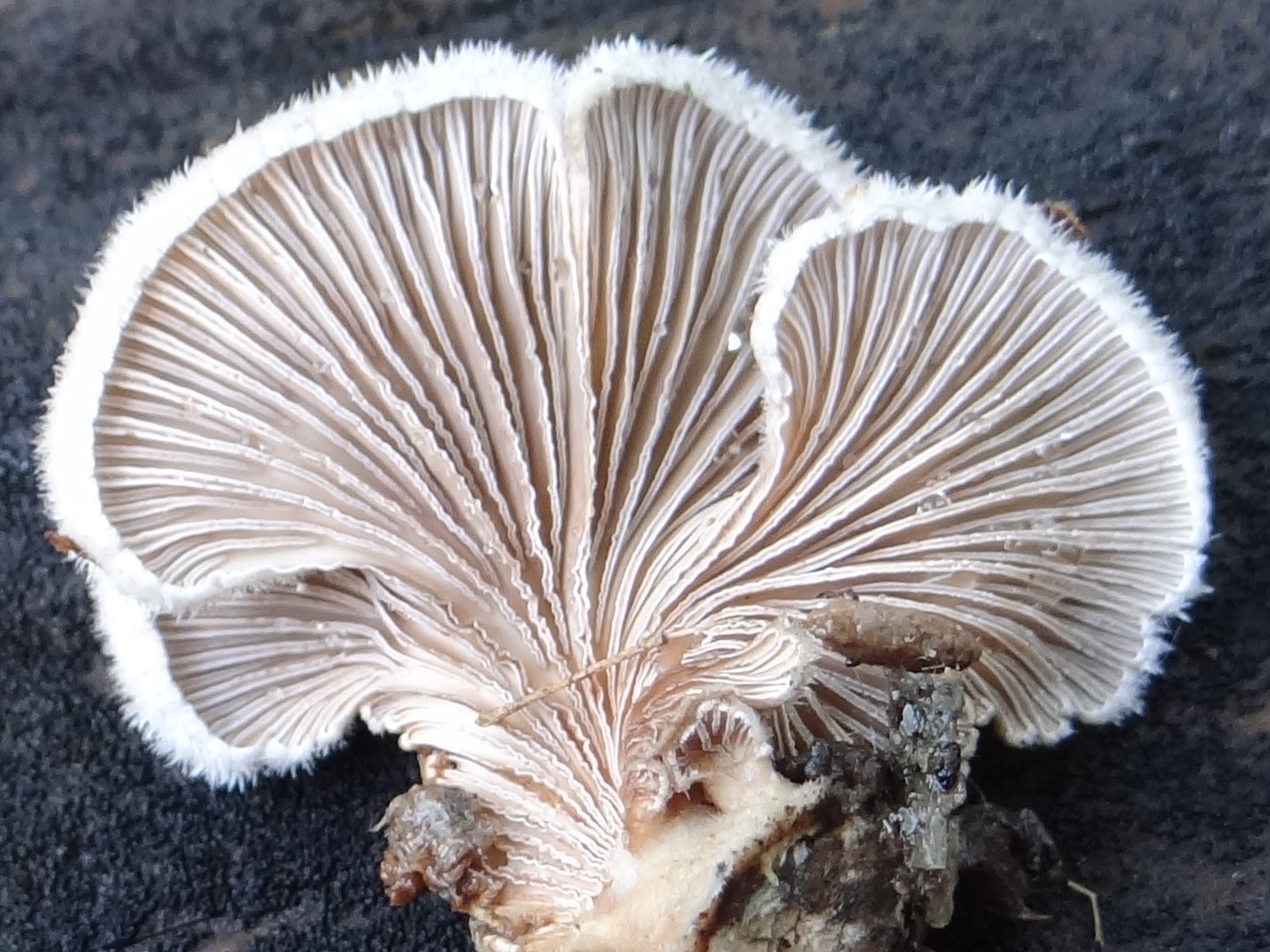 Schizophyllum 